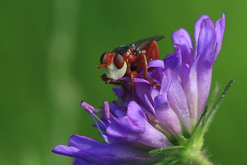 Identificazione